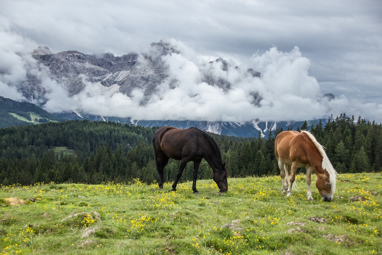 Żywienie koni – Jak powinna wyglądać dieta konia aby był zdrowy?