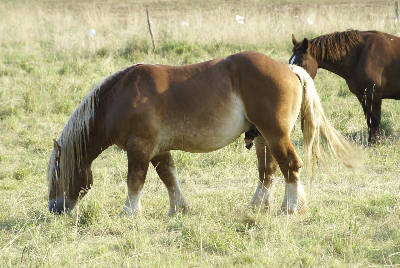 Zioła w diecie i leczeniu koni – Jakie zioła dla koni stosować?